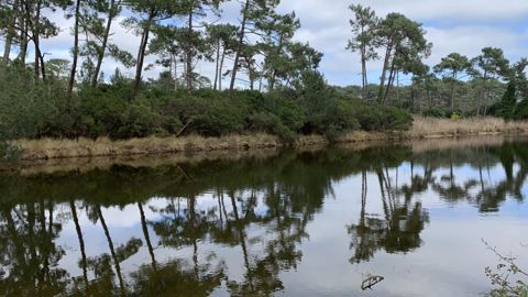 Les forêts sont soumises à des problèmes sanitaires dont l’intensité et la fréquence est augmentée avec les échanges internationaux et le changement climatique. ©L. Hespel